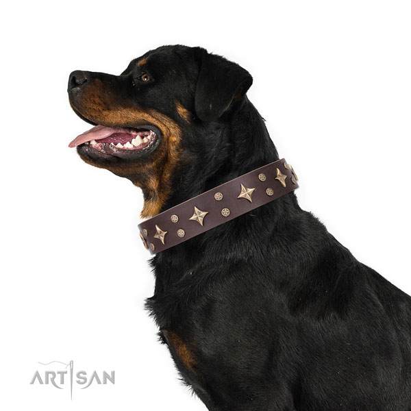 Rottweiler convenient full grain natural leather dog collar for basic training