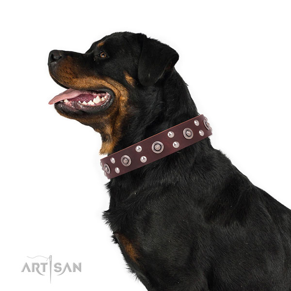 Rottweiler unique leather dog collar for basic training