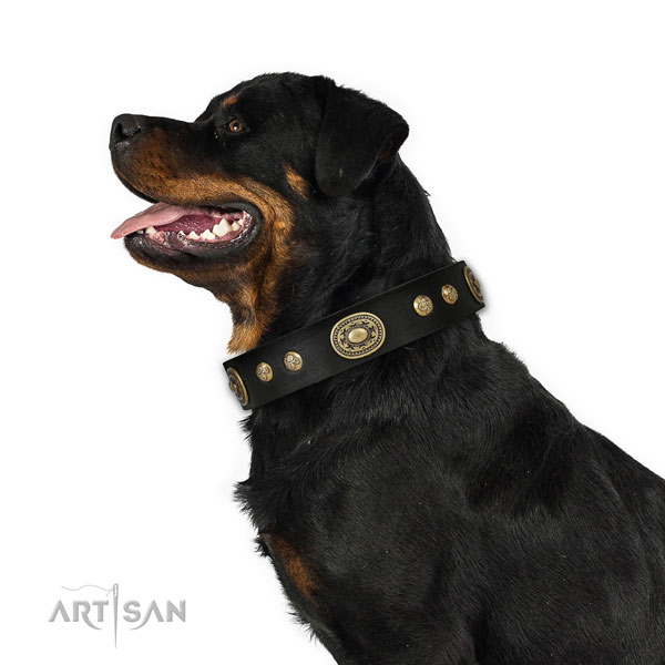 Rottweiler comfortable full grain leather dog collar for walking