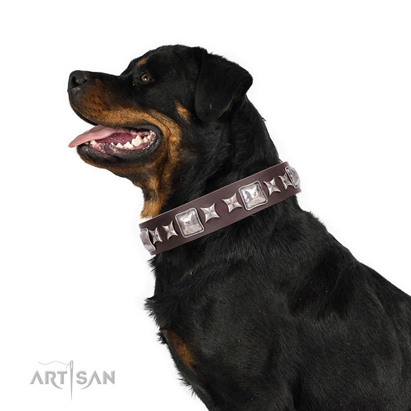 Rottweiler best quality full grain leather dog collar for basic training