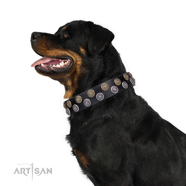 Rottweiler stylish genuine leather dog collar for fancy walking