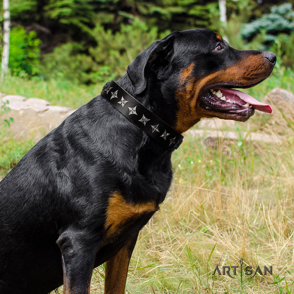 Rottweiler easy wearing collar with exceptional studs for your dog