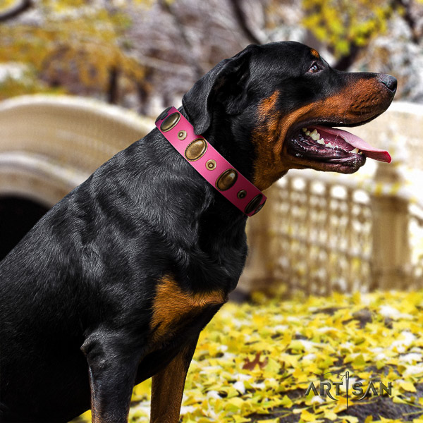 Rottweiler stylish walking full grain natural leather collar for your handsome doggie