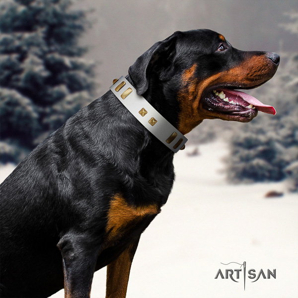 Rottweiler comfy wearing full grain leather collar for your handsome doggie