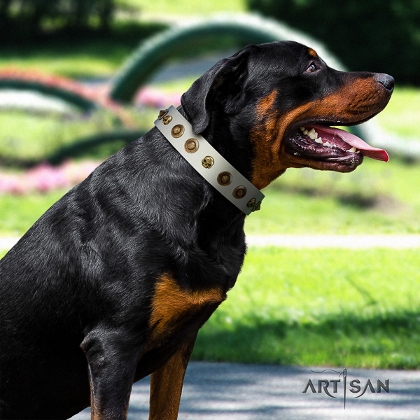 Rottweiler everyday walking full grain leather collar for your lovely canine