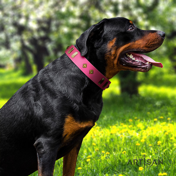 Rottweiler walking natural leather collar for your handsome canine