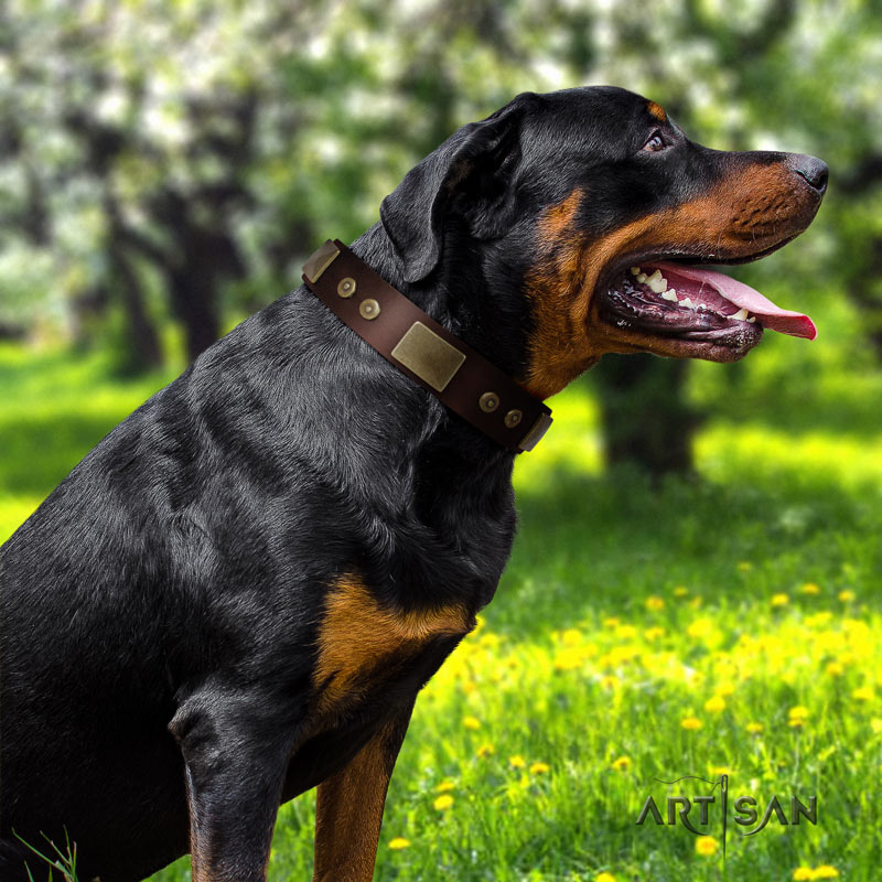 rottweiler dog collar