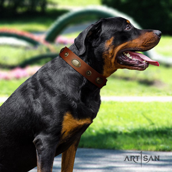 Rottweiler easy wearing full grain natural leather dog collar with trendy adornments