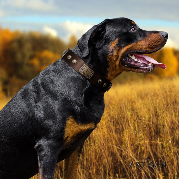 Rottweiler handcrafted natural genuine leather dog collar with significant embellishments