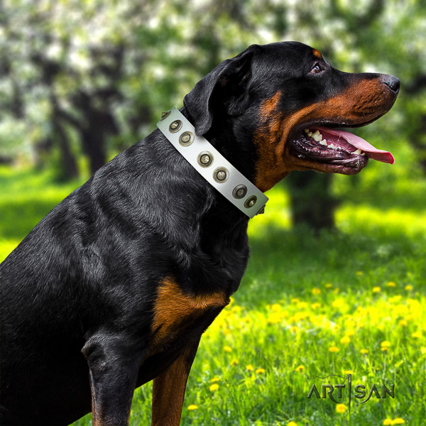Rottweiler comfy wearing full grain natural leather collar for your attractive pet
