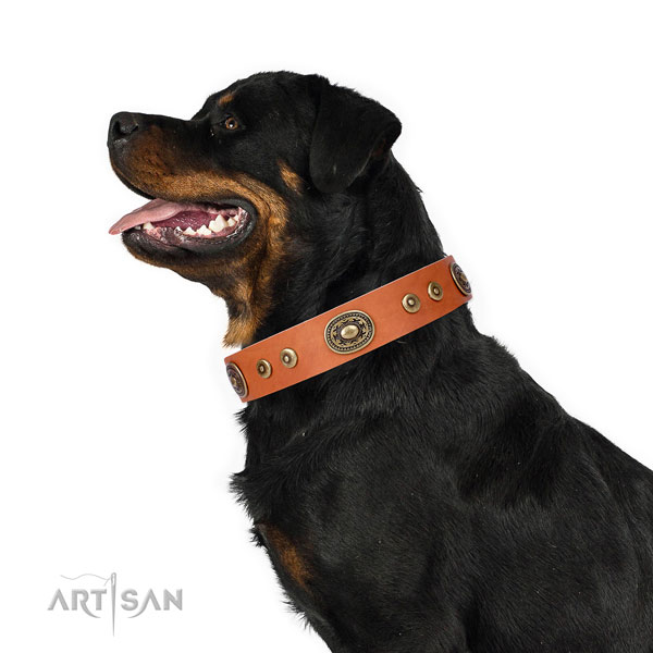 Rottweiler designer full grain natural leather dog collar for comfortable wearing