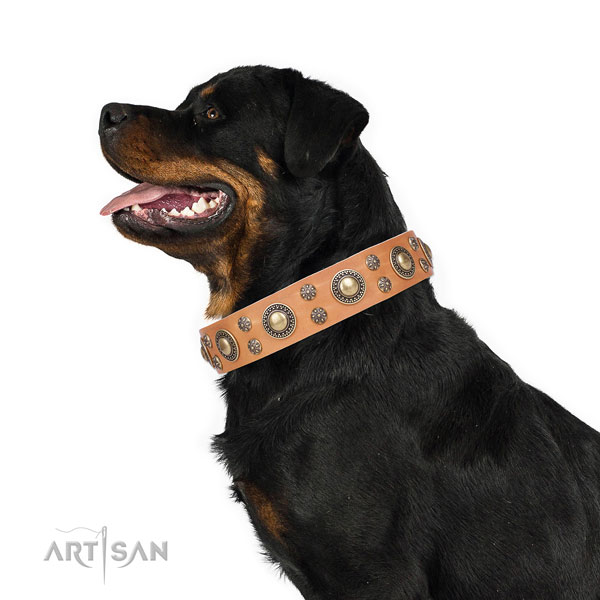 Rottweiler extraordinary full grain genuine leather dog collar for everyday walking