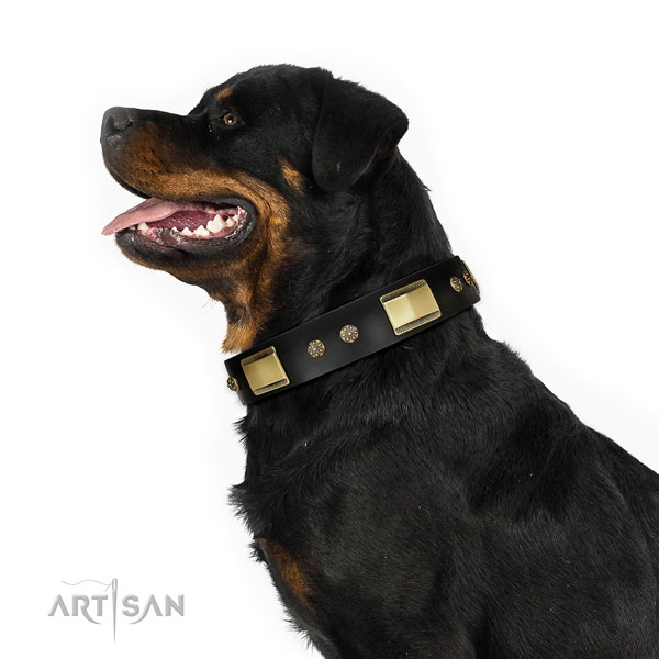 Rottweiler inimitable full grain genuine leather dog collar for daily use