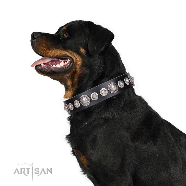 Rottweiler perfect fit full grain natural leather dog collar for everyday walking