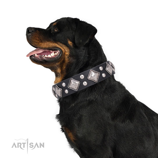 Rottweiler top notch full grain leather dog collar for fancy walking