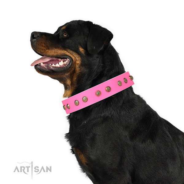 Rottweiler fine quality leather dog collar for fancy walking