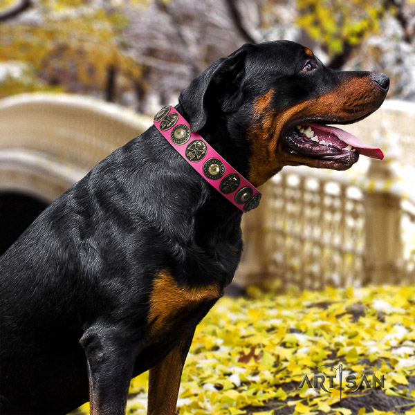 Rottweiler everyday use natural leather collar for your attractive dog