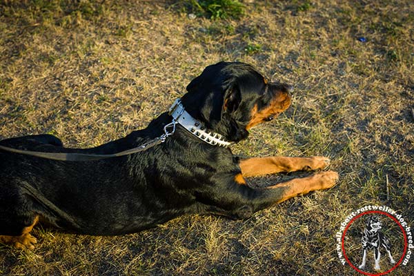 Rottweiler white leather collar with rust-resistant fittings for quality control