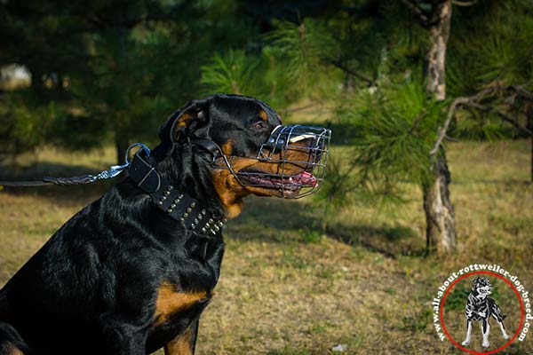 Rottweiler black leather collar of classic design with nickel plated fittings stylish-walks