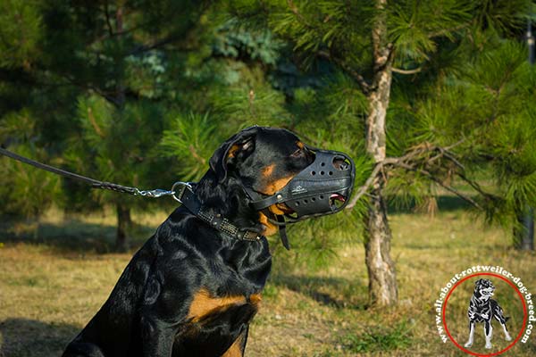 Rottweiler black leather collar with rust-free hardware stylish-walks