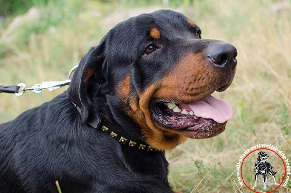 Rottweiler black leather collar of genuine materials with nickel plated hardware safe-walking