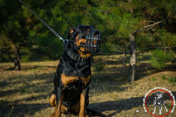 Rottweiler black leather collar wide with traditional buckle daily-activity