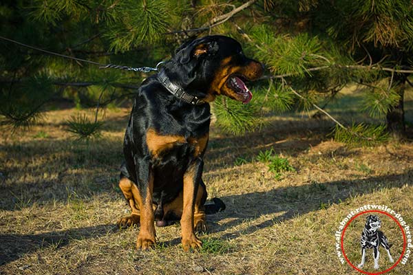 Rottweiler black leather collar of genuine materials with traditional buckle for perfect control