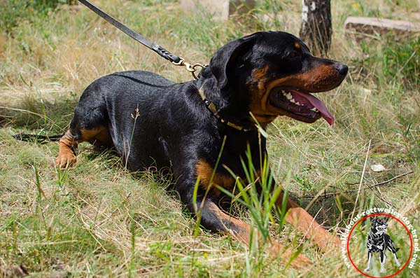 Rottweiler black leather collar adjustable  decorated with studs and plates for walking