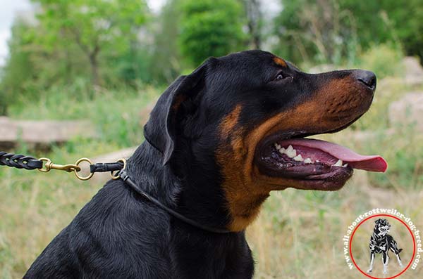Rottweiler black leather collar of high quality with brass plated hardware for-walking