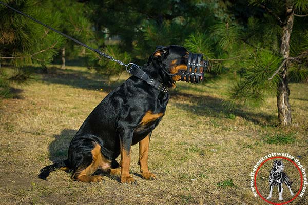 Rottweiler black leather collar of high quality with riveted fittings   for-walking