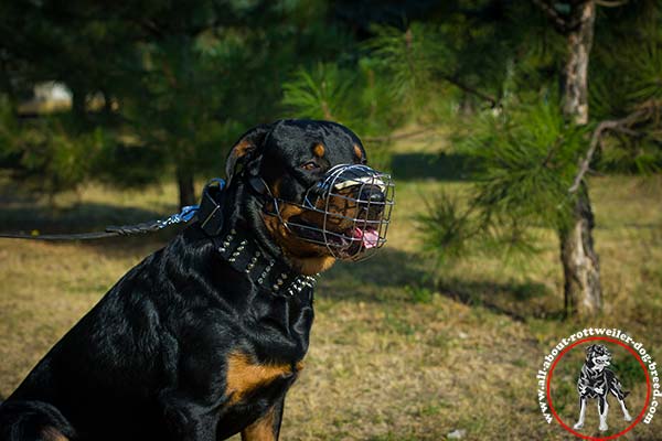Rottweiler black leather collar of genuine materials with nickel plated hardware for-walking