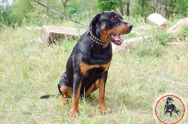 Rottweiler black leather collar adjustable  studded for walking