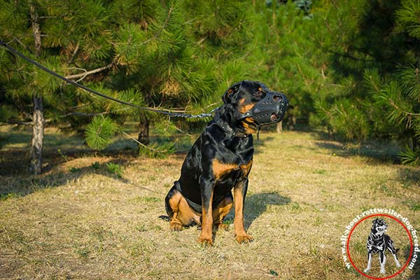 Rottweiler black leather collar with corrosion resistant fittings for-walking