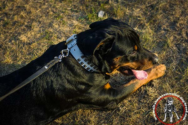 Rottweiler white leather collar of high quality with traditional buckle for daily walks