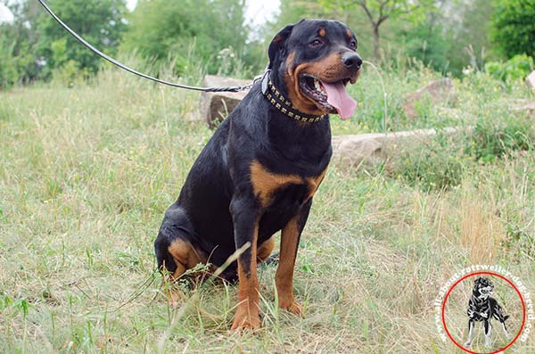 Rottweiler black leather collar with corrosion resistant nickel plated fittings daily-activity