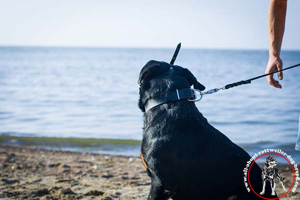 Rottweiler black leather collar with rust-proof hardware professional-use