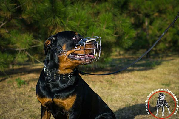 Rottweiler black leather collar wide adorned with spikes and studs  better-comfort