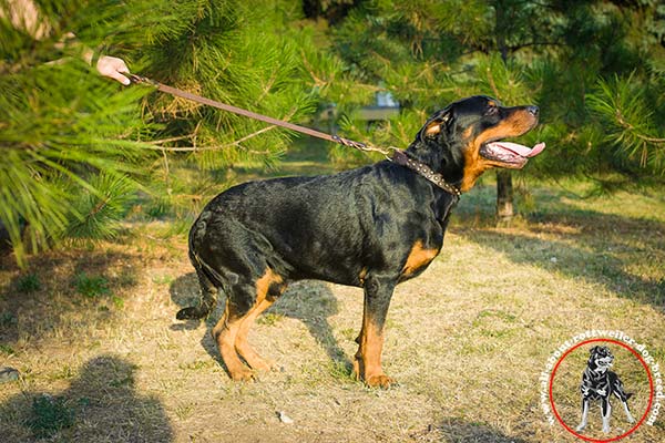 Rottweiler brown leather collar of genuine materials with brass plated hardware for daily activity