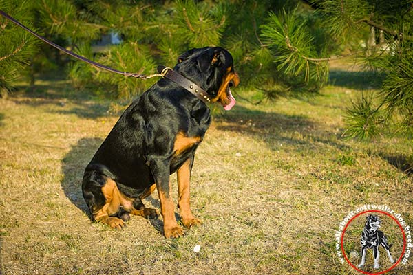 Rottweiler brown leather collar with non-corrosive brass plated fittings for walking