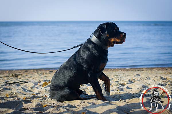 Rottweiler black leather collar with durable hardware for basic training