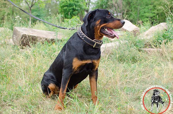 Rottweiler black leather collar padded with traditional buckle for daily activity