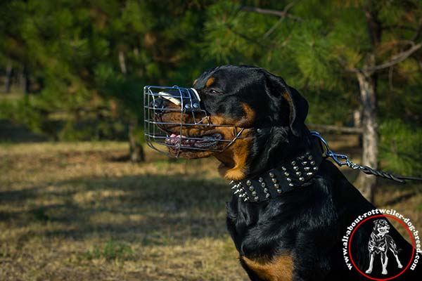 Rottweiler black leather collar adjustable  decorated with spikes and studs  for-any-activity