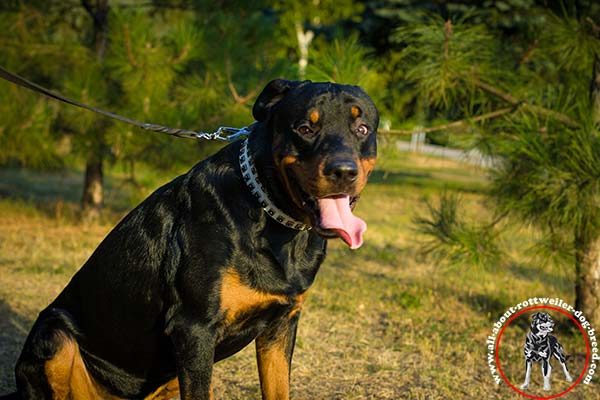 Rottweiler white leather collar of classic design with studs for walking