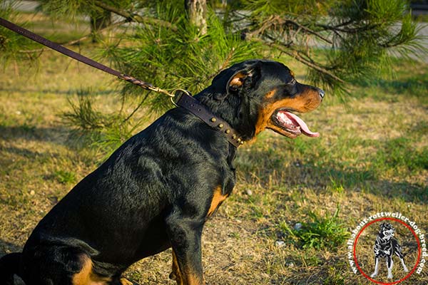 Rottweiler brown leather collar with rust-free fittings for stylish walks