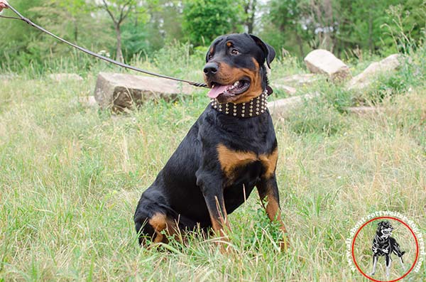 Rottweiler brown leather collar with rust-proof fittings for-walking