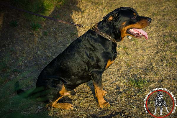 Rottweiler brown leather collar with durable fittings for daily walks