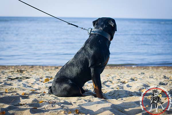 Rottweiler black leather collar with corrosion resistant nickel plated fittings for advanced training