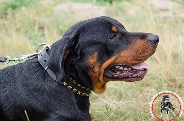 Rottweiler black leather collar with rust-proof studs for-any-activity
