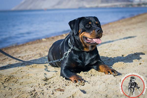 Rottweiler nylon collar of lightweight material with quick release buckle for daily activity
