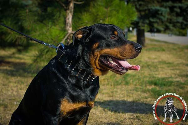 Decorated wide leather Rottweiler collar